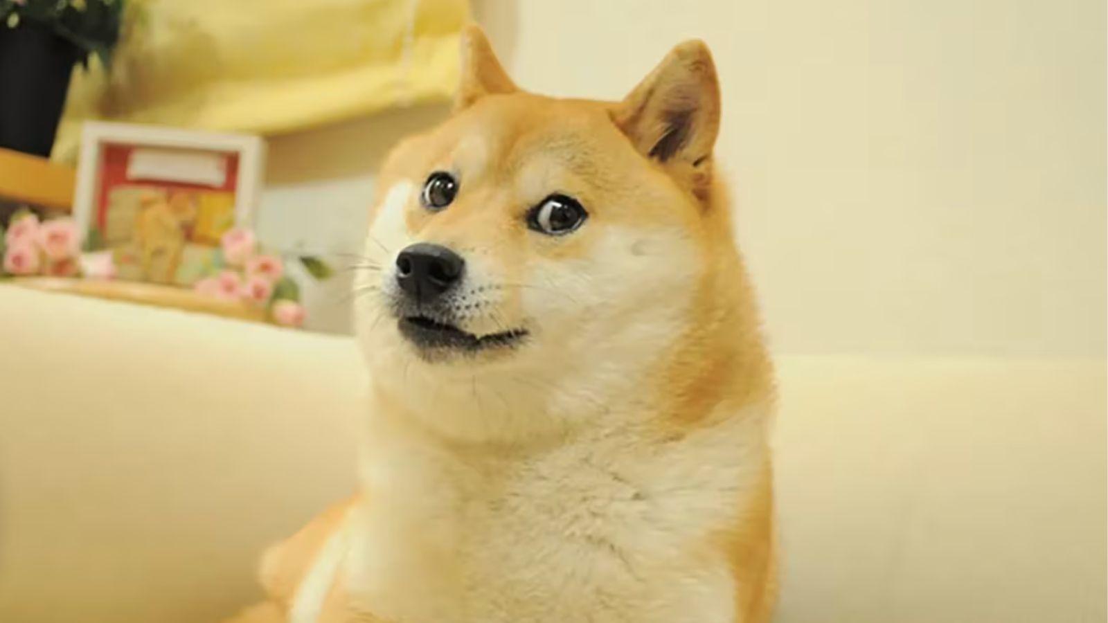The doge meme dog Kabosu
