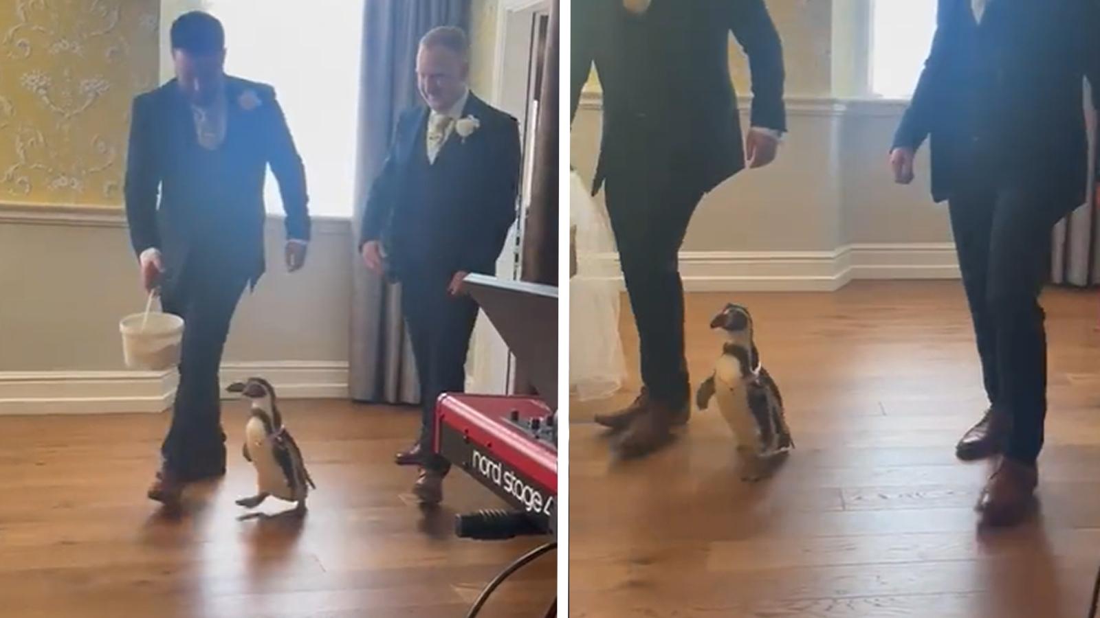 Penguin appears as surprise ring bearer at wedding